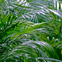 Load image into Gallery viewer, Dypsis lutescens