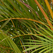 Load image into Gallery viewer, Dypsis lutescens