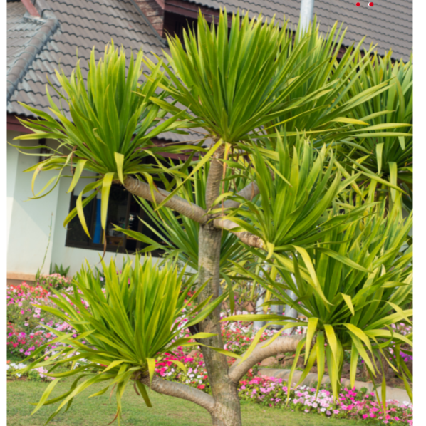 dracaena cambodiana tree Dracaena Cambodiana Multi Headed – Queens Garden Centre
