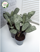 Load image into Gallery viewer, Ctenanthe Setosa Grey Star