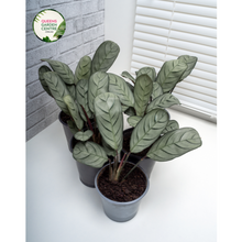 Load image into Gallery viewer, Ctenanthe Setosa
