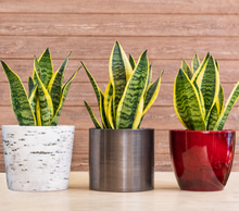 Load image into Gallery viewer, Sansevieria Trifasciata Laurentii