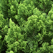 Load image into Gallery viewer, Juniperus chinensis Pyramidalis

