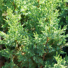 Load image into Gallery viewer, Juniperus chinensis Pyramidalis

