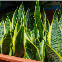 Load image into Gallery viewer, Sansevieria Trifasciata Laurentii