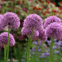 Load image into Gallery viewer, Allium Luna