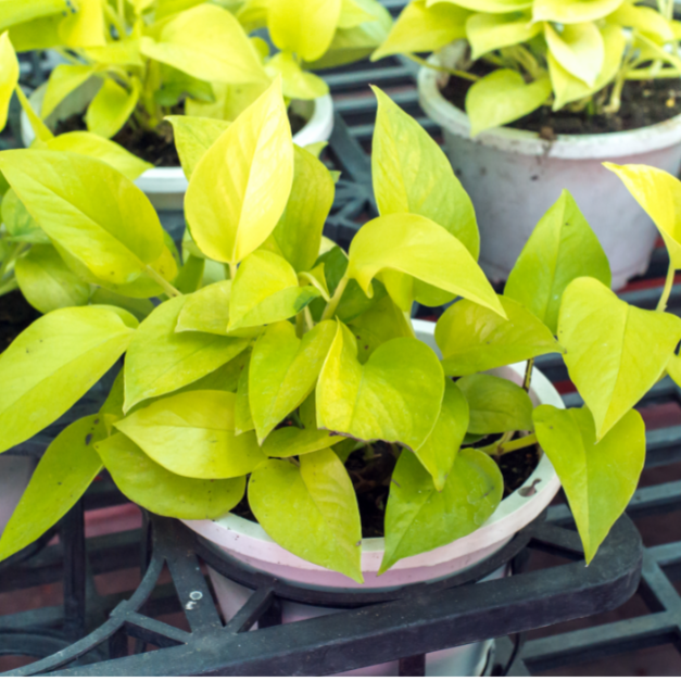 goldilocks pothos Buy Epipremnum Aureum Goldilocks Online In Australia – Queens Garden Centre