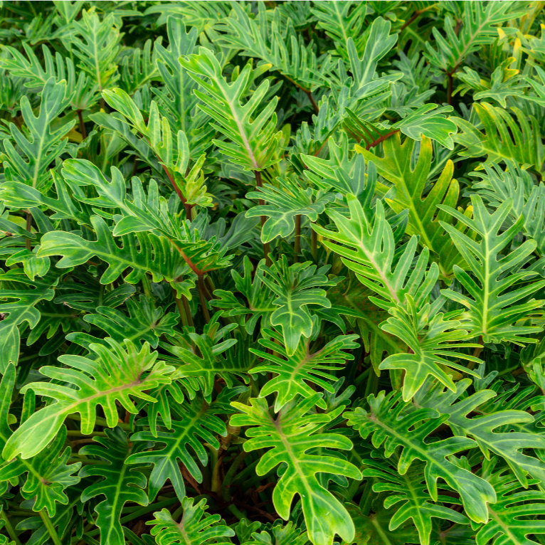 Buy Philodendron Xanadu Online In Australia – Queens Garden Centre