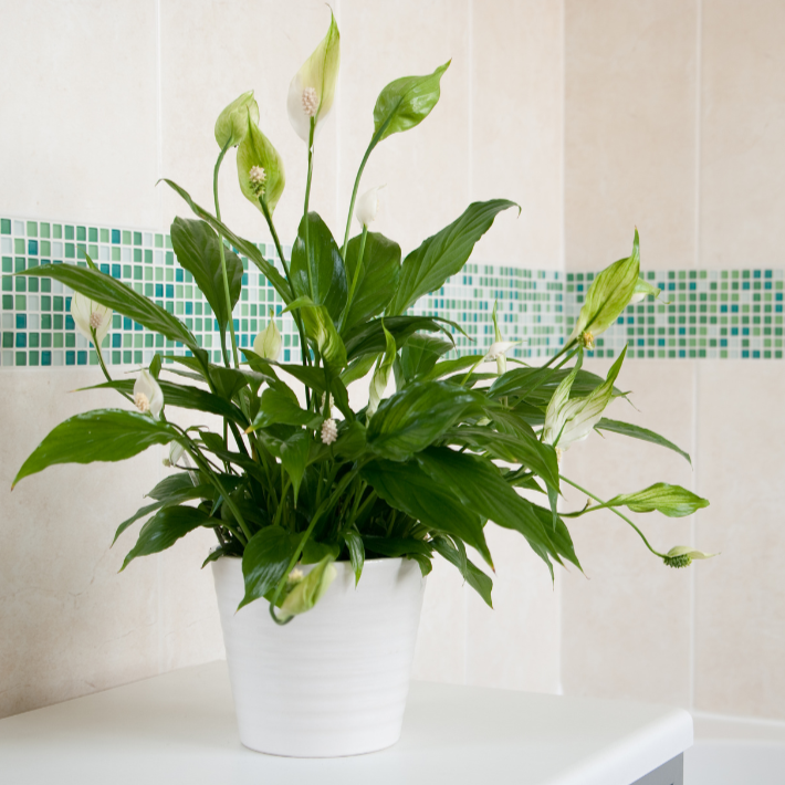 spider plant buy Pothos & Spider Plant – Shop Succulents main image 1