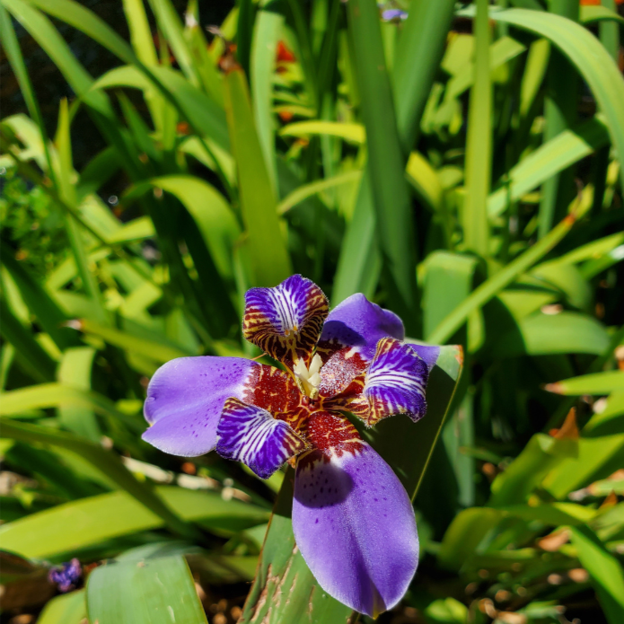 Neomarica gracilis (syn. bicolor) {Brazilian Walking Iris}