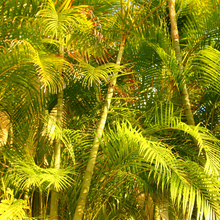 Load image into Gallery viewer, Dypsis lutescens