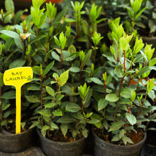 sweet bay (Laurus nobilis 'Baby Bay')
