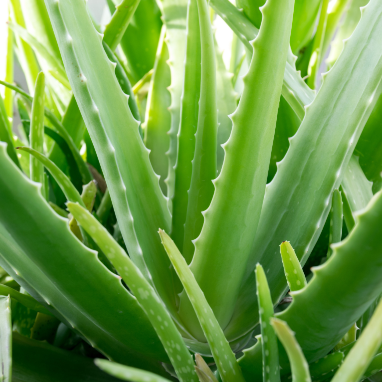 aloe vera australia Buy Aloe Vera (barbadensis) Online In Australia – Queens Garden Centre