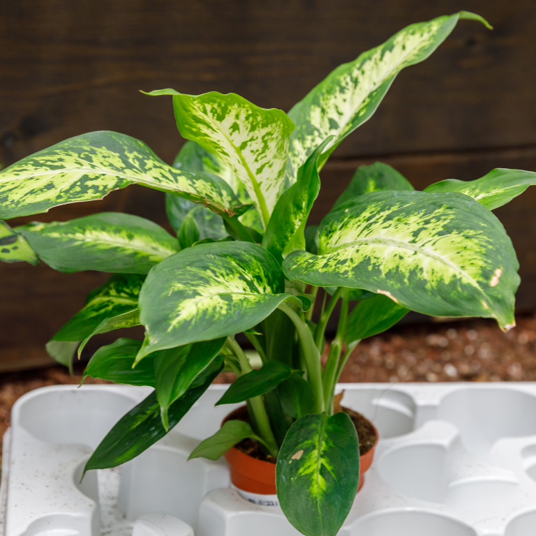 Buy Dieffenbachia Amy Online in Australia – Queens Garden Centre