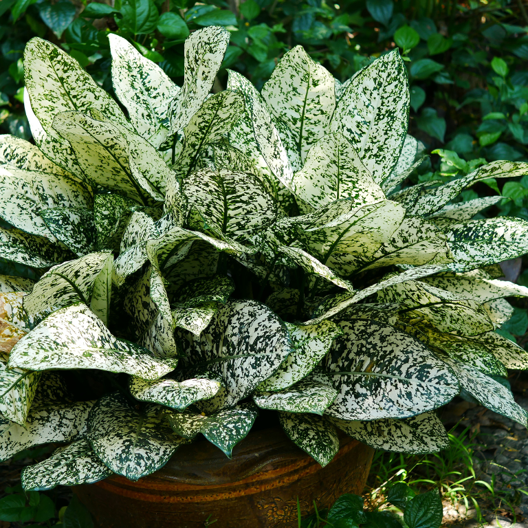 dieffenbachia maculata tropical tiki Buy Dieffenbachia maculata Tropical Tiki Online in Australia – Queens  Garden Centre