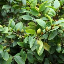 Load image into Gallery viewer, Michelia Figo Port Wine Magnolia