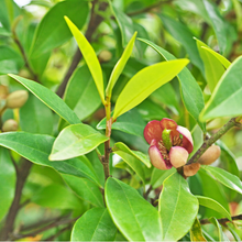Load image into Gallery viewer, Michelia Figo Port Wine Magnolia