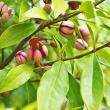 Load image into Gallery viewer, Michelia Figo Port Wine Magnolia