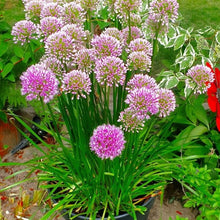 Load image into Gallery viewer, Allium Luna