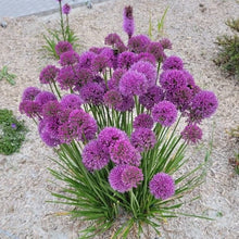 Load image into Gallery viewer, Allium Luna