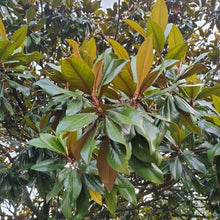 Load image into Gallery viewer, Magnolia Grandiflora 'Teddy Bear'