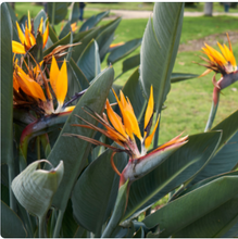 Load image into Gallery viewer, Strelitzia reginae Multi planted
