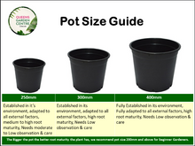 Load image into Gallery viewer, Casuarina glauca Greenwave