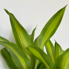 Load image into Gallery viewer, Dracaena fragrans Massangeana Totem Poles (Happy Plant)