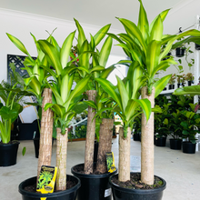 Load image into Gallery viewer, Dracaena Fragrans Massangeana