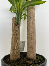 Load image into Gallery viewer, Dracaena fragrans Massangeana Totem Poles (Happy Plant)