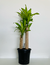 Load image into Gallery viewer, Dracaena fragrans Massangeana Totem Poles (Happy Plant)
