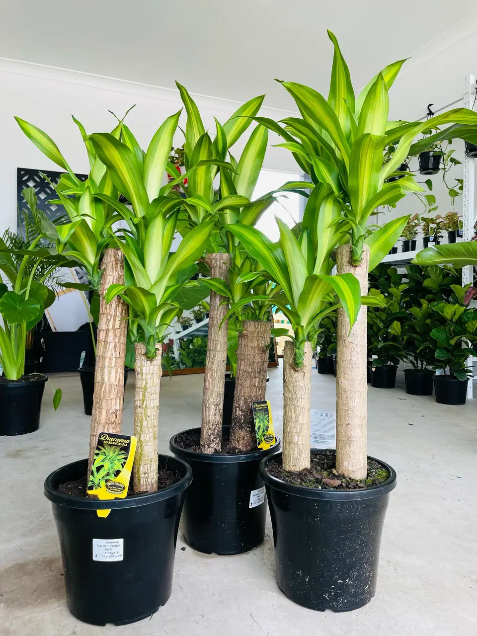 Growing Tips for Thriving Massangeana Canes in Australia