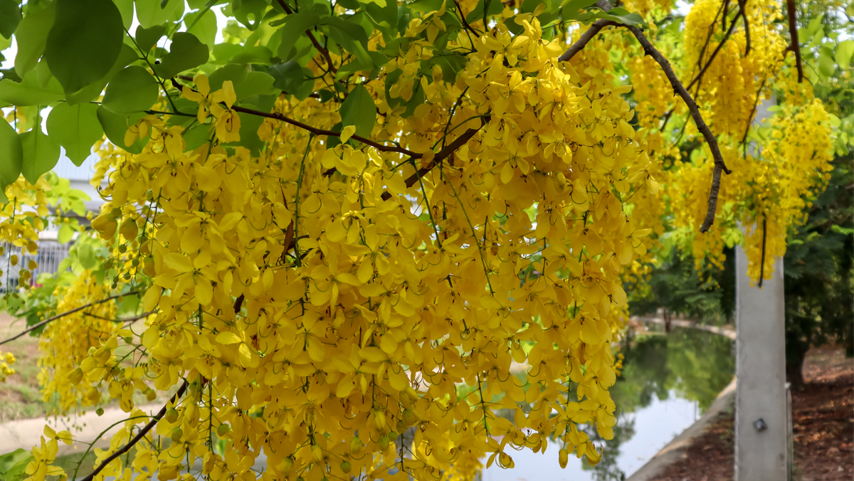 Cultivate Australian Beauty: Top 10 Native Plants for Your Garden