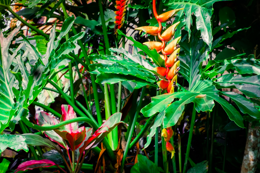 Discover Rare and Exotic Tropical Plants for Your Collection