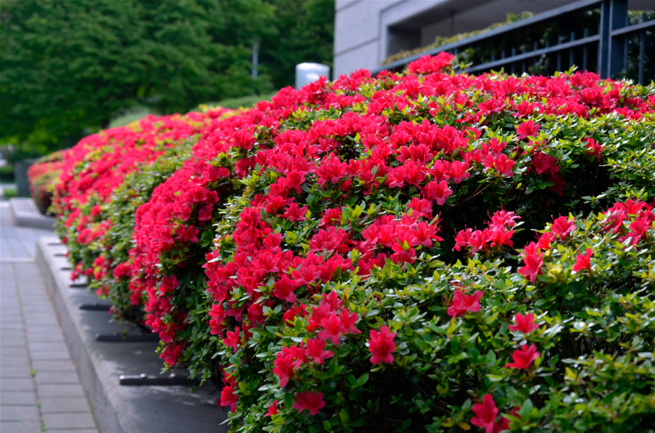 Top 10 Flowering Shrubs for Vibrant Australian Gardens