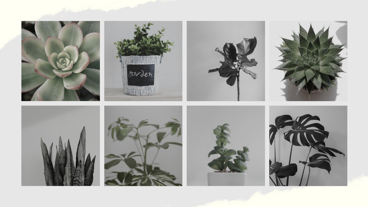 Top 10 Low-Maintenance Indoor Plants for Busy Lifestyles