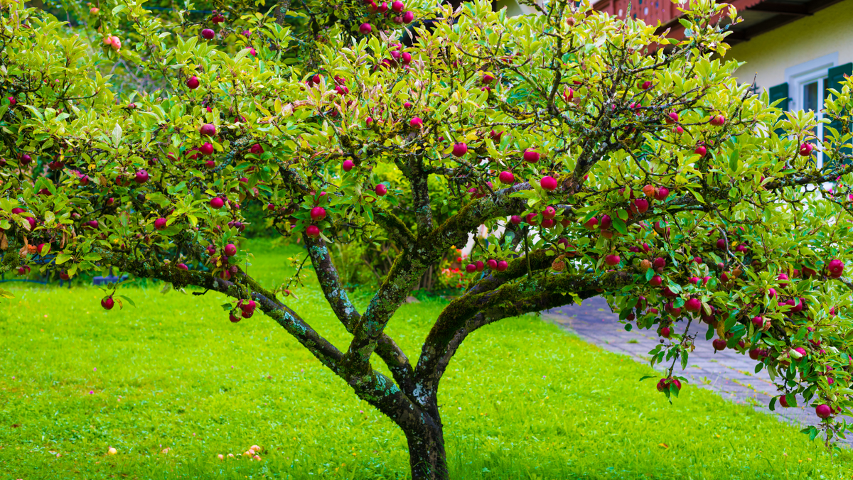 Incorporating Small Trees into Your Landscape Design: Ideas and Inspirations