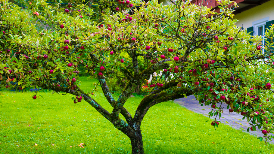 Incorporating Small Trees into Your Landscape Design: Ideas and Inspirations