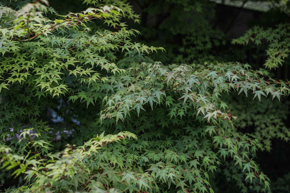 How Do I Care for My Acer Palmatum?