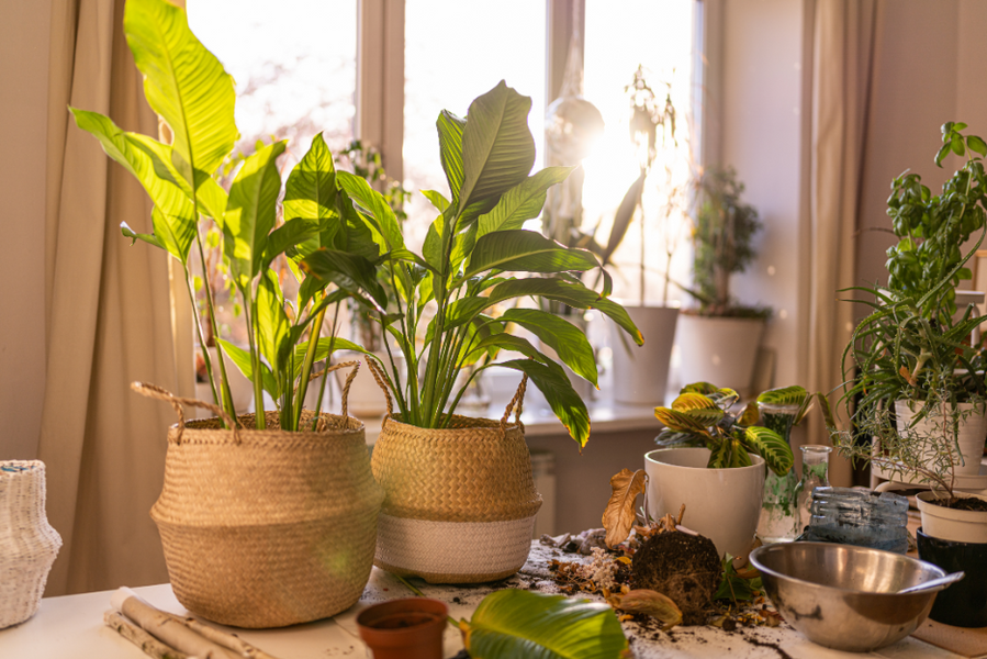Understanding Light and Water Needs for Your Indoor Plants