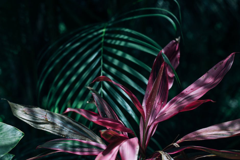 Top 10 Rare Plants to Add an Exotic Touch to Your Garden