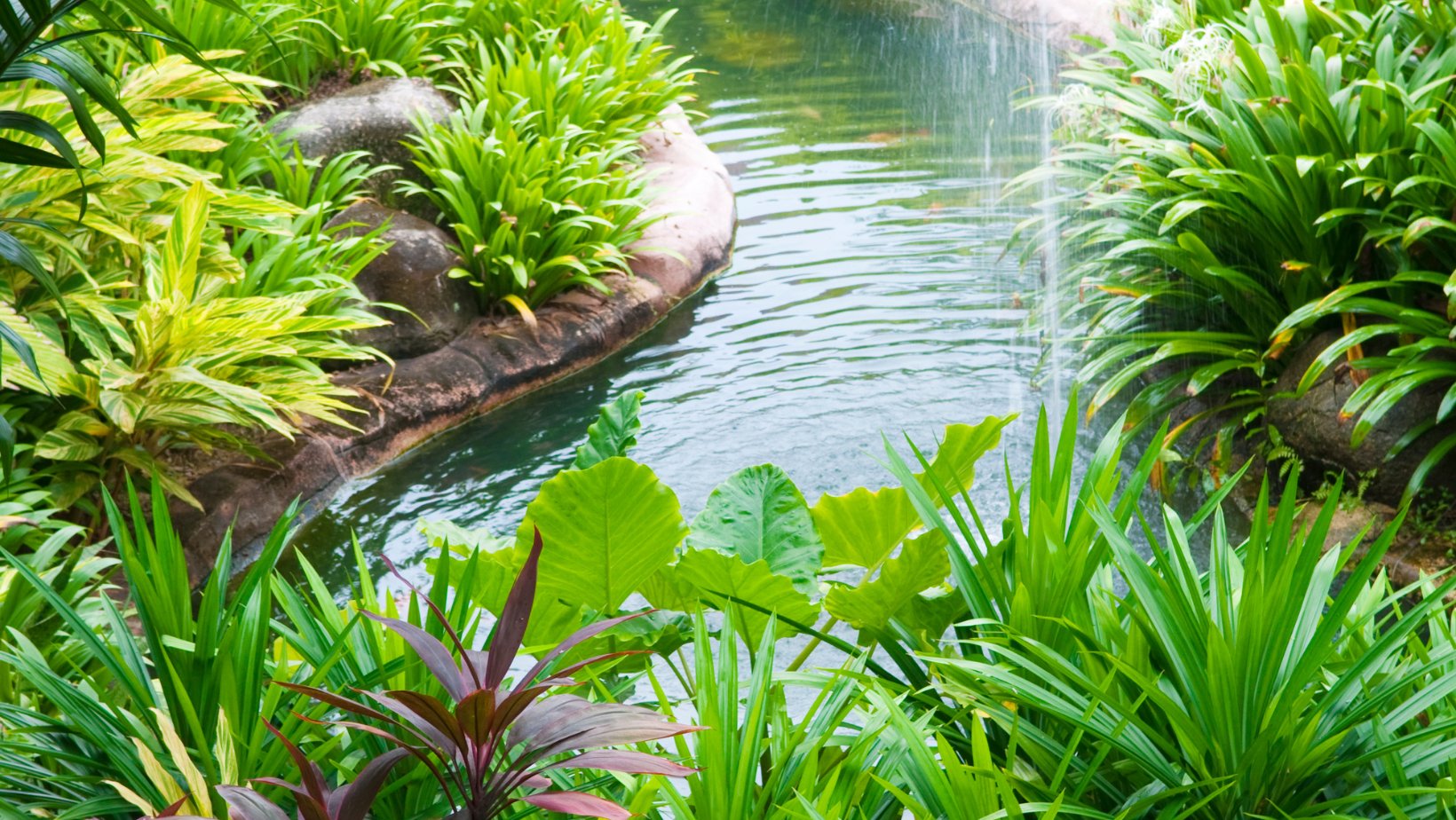 Buy Outdoor Plants Online in Australia Queens Garden Centre