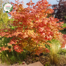 Load image into Gallery viewer, Close-up view of the Acer Palmatum Dissectum Orangeola, highlighting its vibrant, deeply dissected leaves in shades of fiery orange. The finely cut foliage cascades elegantly, creating a delicate, lacy texture. The close-up captures the intricate details of the leaves&#39; edges and the rich color variations, showcasing the plant’s graceful, weeping form.
