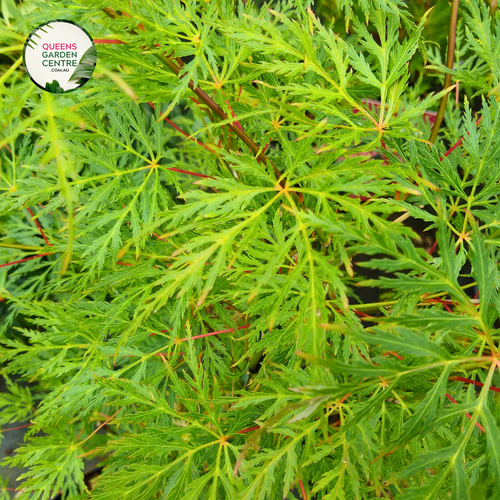 Close-up view of the Acer Palmatum Dissectum Filigree, highlighting its delicate, finely dissected leaves. The intricate, lacy foliage features a soft green hue with a feathery texture, cascading elegantly. The close-up captures the detailed cut edges of the leaves and the plant’s graceful, weeping form, emphasizing its airy and elegant appearance.