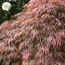 Load image into Gallery viewer,  Close-up image of Acer palmatum dissectum &#39;Brocade&#39;. The focus is on the delicate, finely cut leaves that form a lacy canopy. The leaves are a vibrant green with intricate lobes, displaying a soft texture and elegant appearance. The veins are prominently visible, adding depth and contrast to the foliage. The overall effect is a lush, cascading look that is both graceful and intricate.
