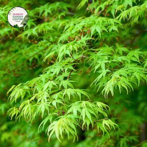 Close-up image of Acer Palmatum Dissectum 'Palmatifidum' showcasing its finely dissected leaves. The delicate foliage features slender, deeply lobed leaves with a soft, feathery texture, and a vibrant green color. The intricate leaf structure is highlighted, revealing a lace-like pattern that creates a sense of lightness and grace. The background is softly blurred, focusing attention on the detailed beauty of the leaves.