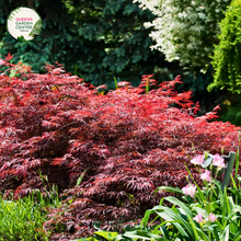 Load image into Gallery viewer,  Close-up of the Acer Palmatum Dissectum Crimson Queen plant, showcasing its intricate, finely dissected leaves with a rich crimson hue. The delicate, lace-like foliage forms an elegant, cascading pattern, creating a sense of texture and depth. The vibrant red leaves are glossy and slightly serrated, with visible veins adding to their intricate beauty. The plant&#39;s branches are slender and gracefully arching, adding to its overall delicate and refined appearance.
