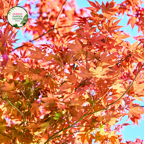 Close-up view of the Acer Palmatum Dissectum Orangeola, highlighting its vibrant, deeply dissected leaves in shades of fiery orange. The finely cut foliage cascades elegantly, creating a delicate, lacy texture. The close-up captures the intricate details of the leaves' edges and the rich color variations, showcasing the plant’s graceful, weeping form.