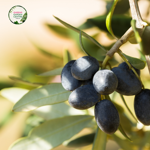 Close-up image of an Olive Black Italian tree, showing its dark, glossy black olives clustered among narrow, silver-green leaves. The bark of the tree is rough and gnarled, giving the tree a weathered, ancient appearance, characteristic of olive trees. The overall texture of the leaves and fruit contrasts with the rugged bark, highlighting the natural beauty of the tree