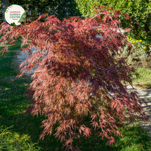 Load image into Gallery viewer,  Close-up image of Acer palmatum dissectum &#39;Brocade&#39;. The focus is on the delicate, finely cut leaves that form a lacy canopy. The leaves are a vibrant green with intricate lobes, displaying a soft texture and elegant appearance. The veins are prominently visible, adding depth and contrast to the foliage. The overall effect is a lush, cascading look that is both graceful and intricate.
